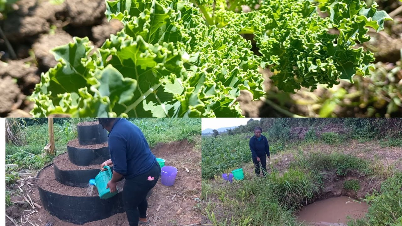 This Is What I Planted In My Kitchen Garden /villagelife