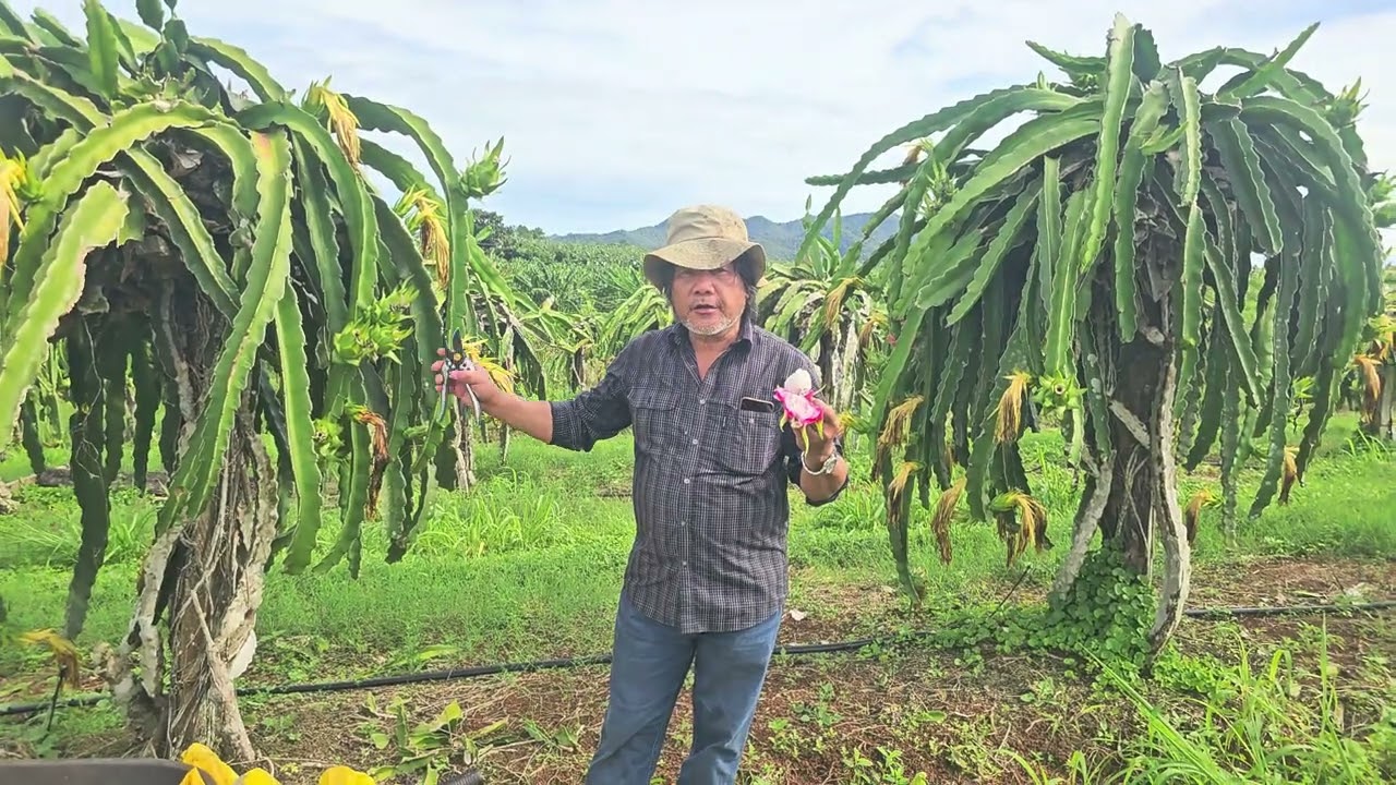 TUESDAY 13 JANUARY 2026. MY PARENTS PAJ TXOS THOJ BANANAS AND DRAGON FRUITS FARM .