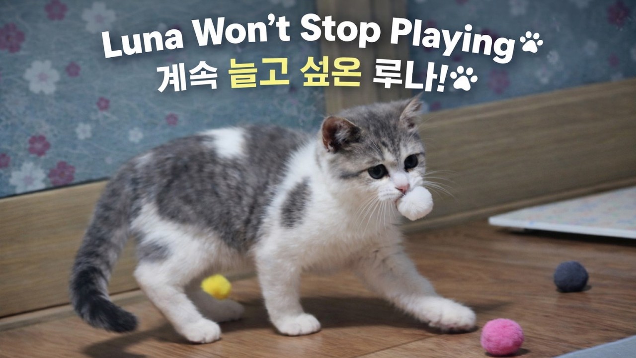 Luna Couldn't Stop Playing🐾🐈🐾 | My Catventure