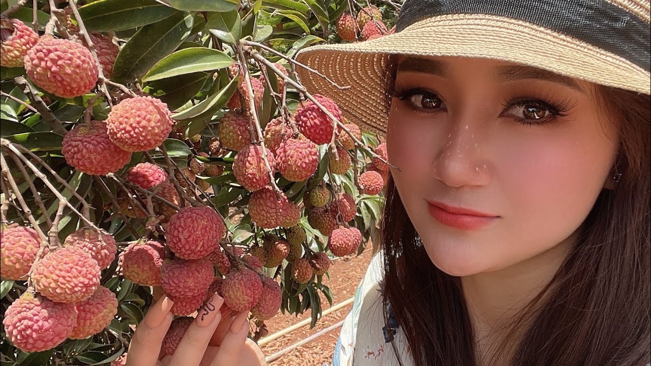 |63| HAWAII VƯỜN TRÁI CÂY VIỆT SIÊU NGON