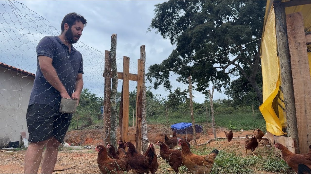 Tivemos um problema com as galinhas aqui no sítio — veja o que aconteceu