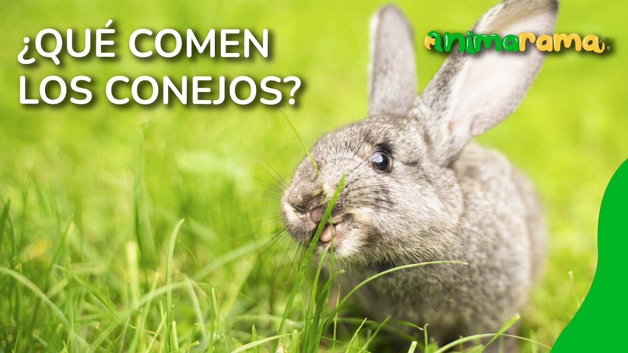 ¿Qué comen los conejos? | Alimentos prohibidos y dieta balanceada