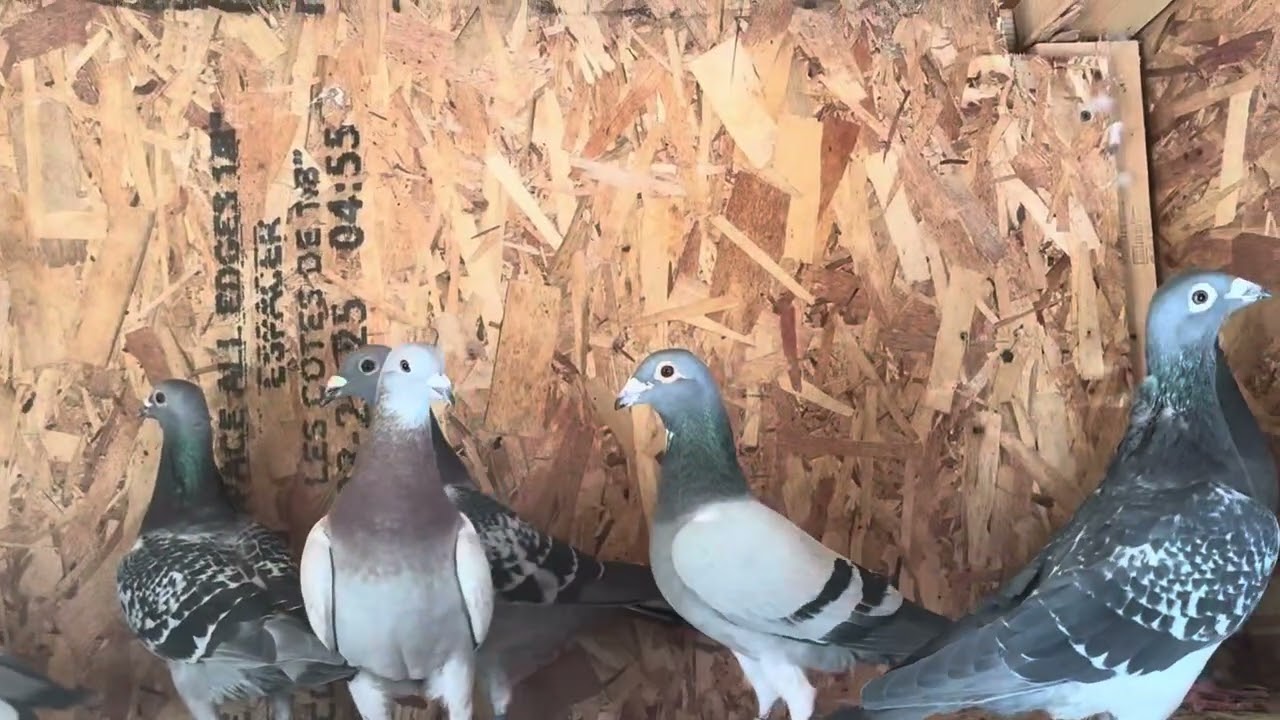 Machos e Fêmeas para temporada 2026, Filadélfia PA 