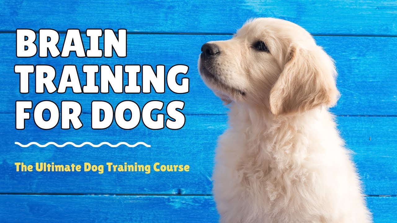 Brain Training for Dogs - Unlock Your Dog's Hidden Intelligence with Brain Training for Dogs 🐶