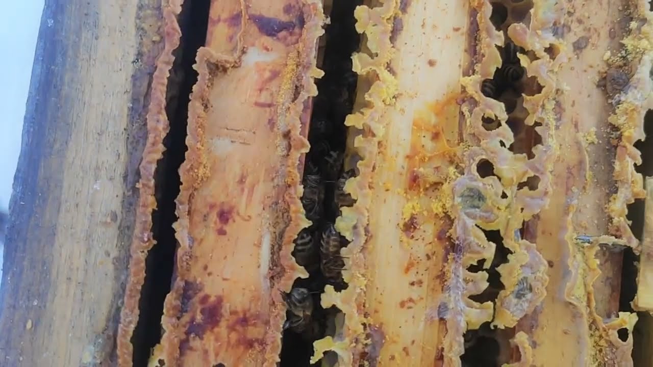 Як зимують бджоли в лісі? Перші втрати на підході??Beekeeping in the forest.