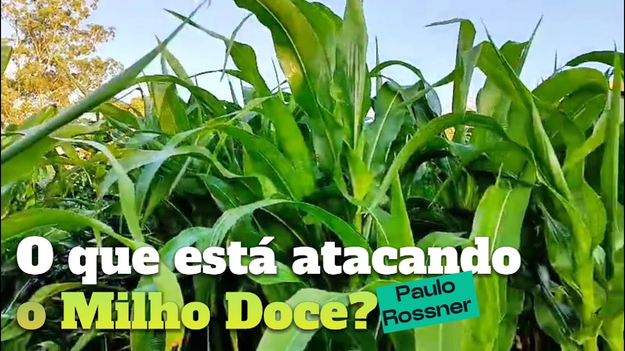 Doenças e desafios na cultura do milho doce | Observações do campo