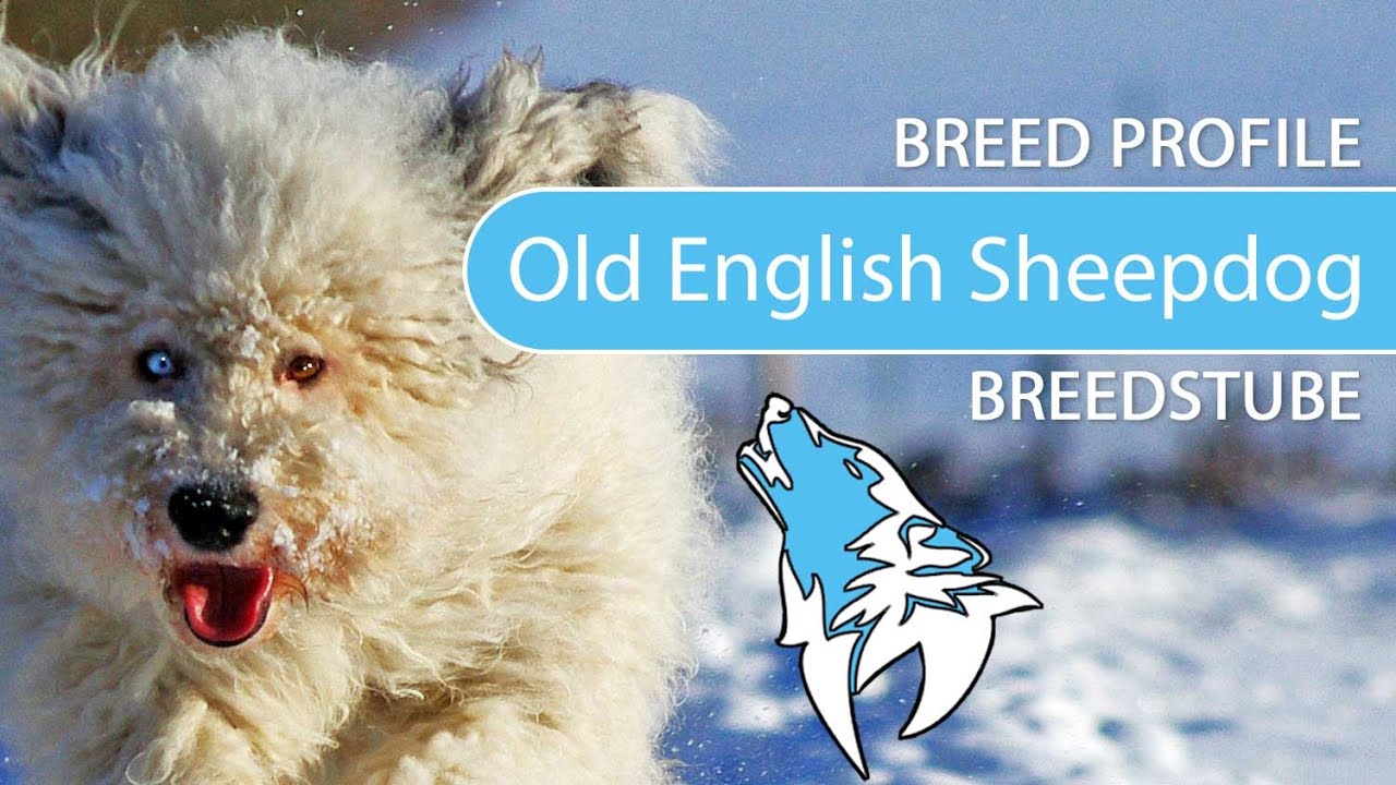 ► Old English Sheepdog Breed [2020] Temperament & Training