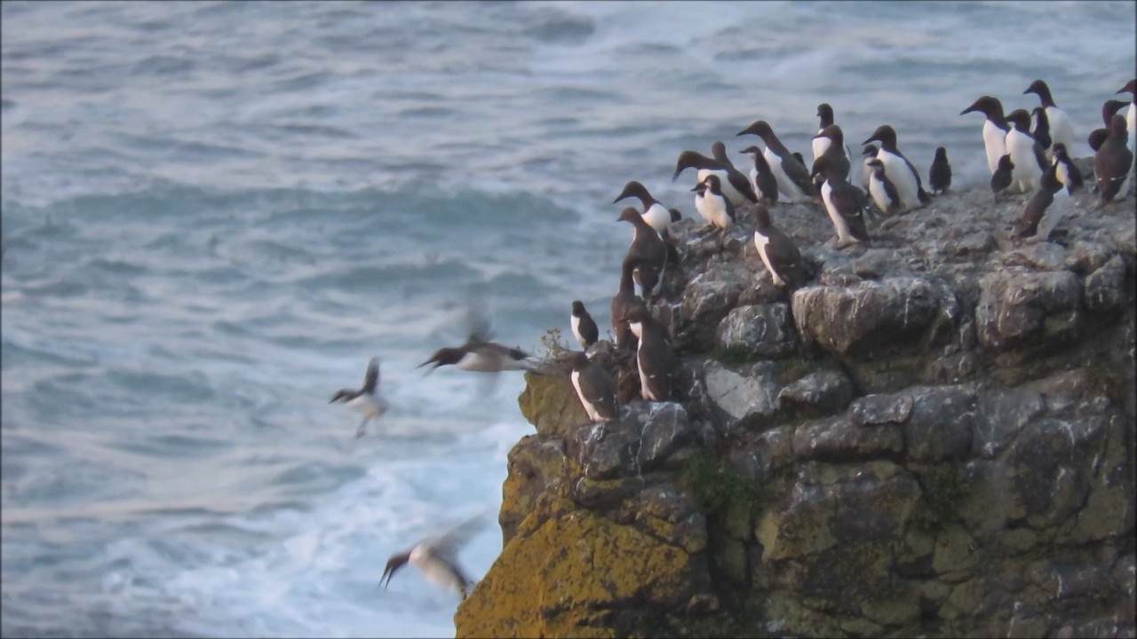 Common Guillemot jumplings on Rathlin Island