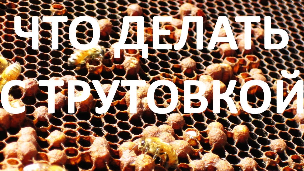 Что делать с трутовкой. Семья без матки!