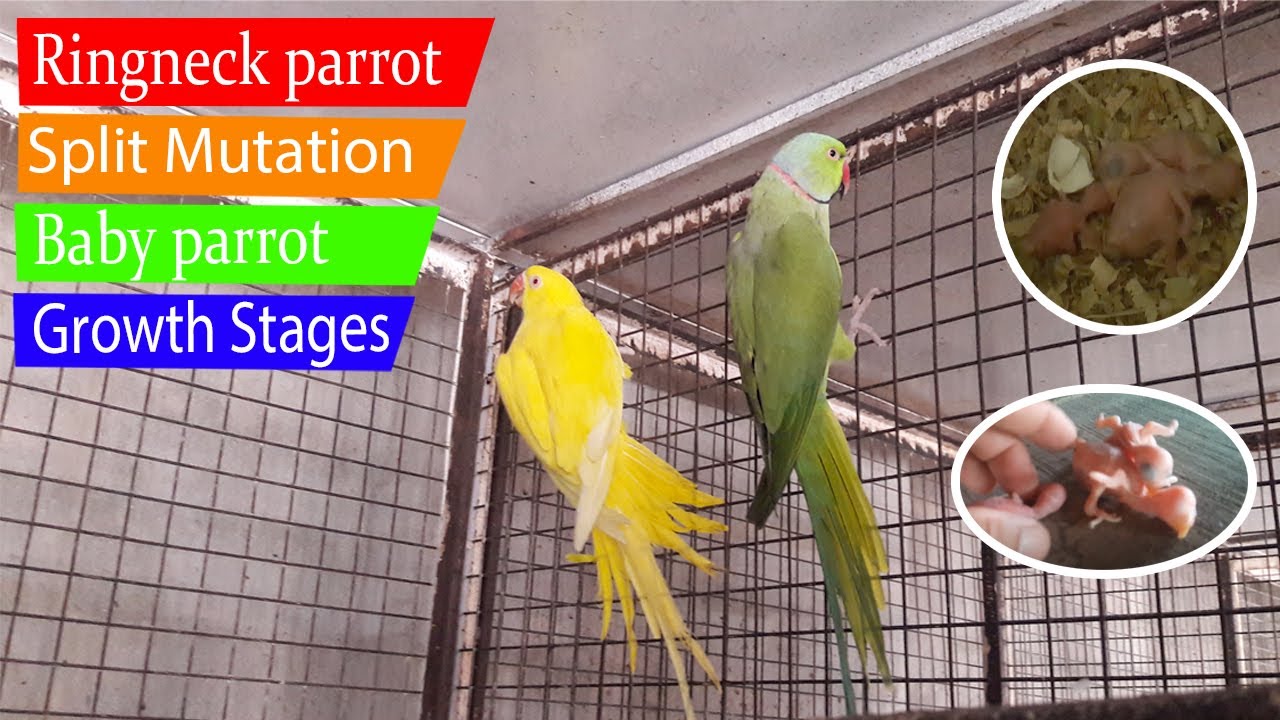Ringneck Parrot Split Mutation Baby Parrot Growth Stages/Big Bird's Lover's Planet