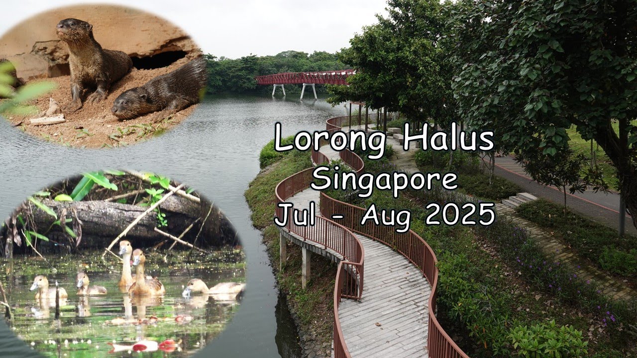 Wildlife in Singapore-Lorong Halus. Jul-Aug 2025. Weavers nesting season has ended.