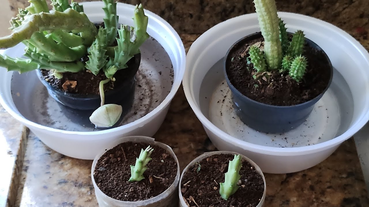 Colocando cactus no vaso para vender.