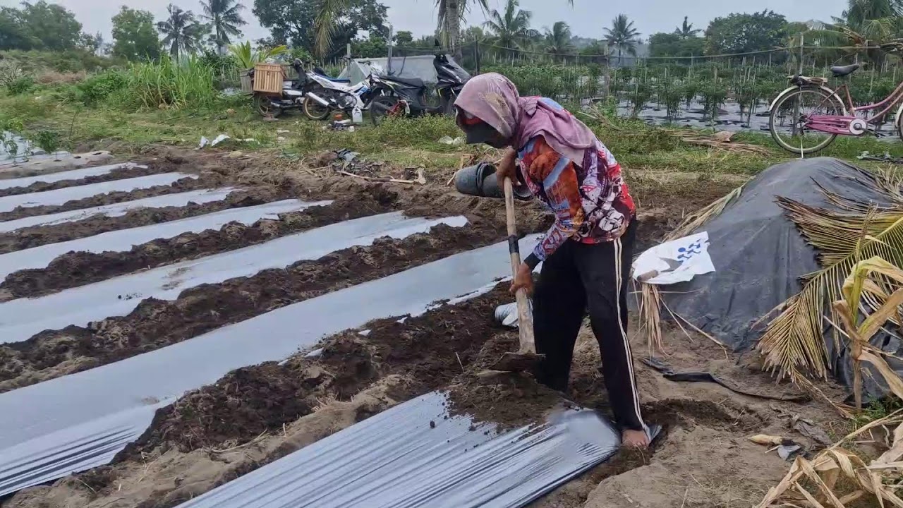 SMART FARMER’S METHOD: INSTALLING PLASTIC MULCH ON RAISED BEDS UNUSUALLY! - Agriculture Farming