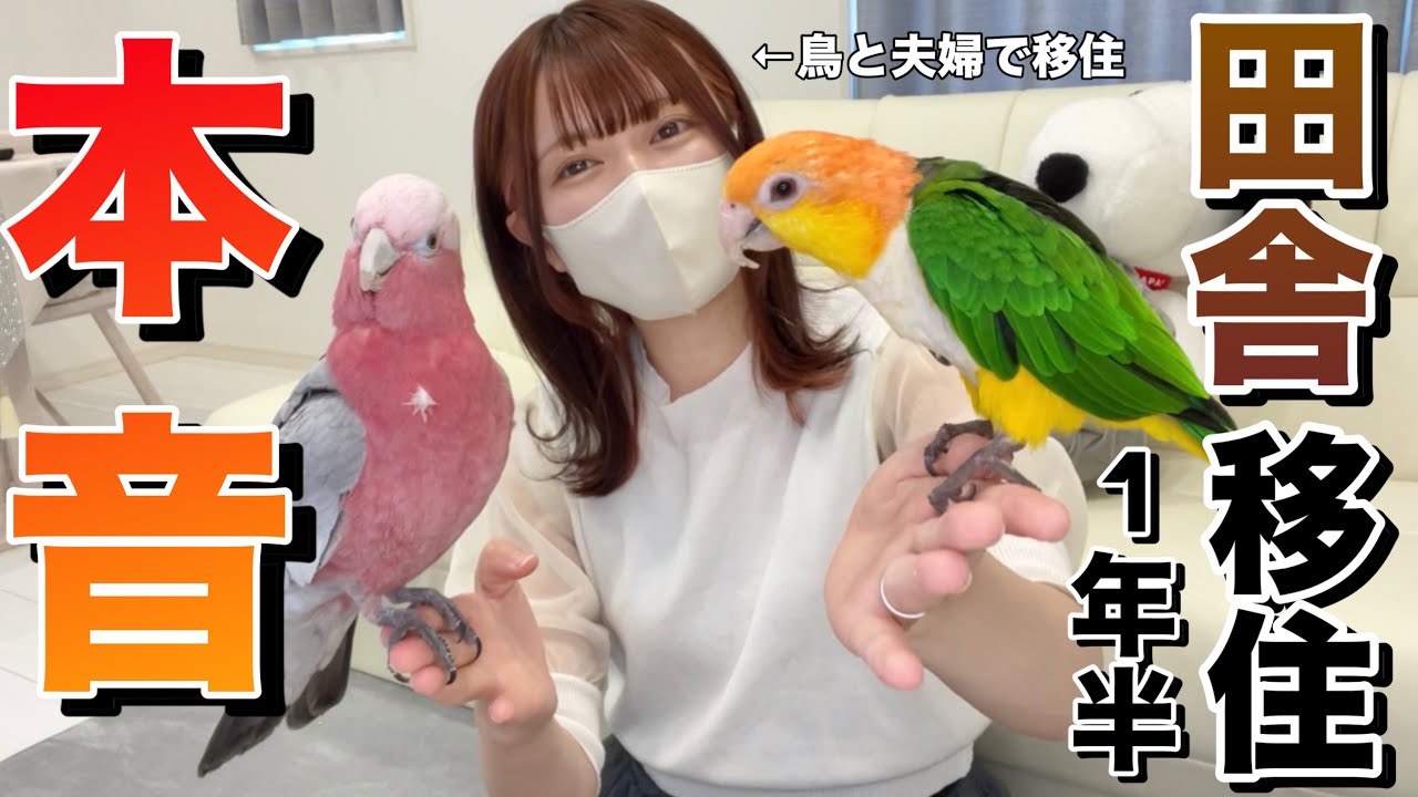 インコ・オウムと田舎移住してわかったことを本音で話します【メリット・デメリット】