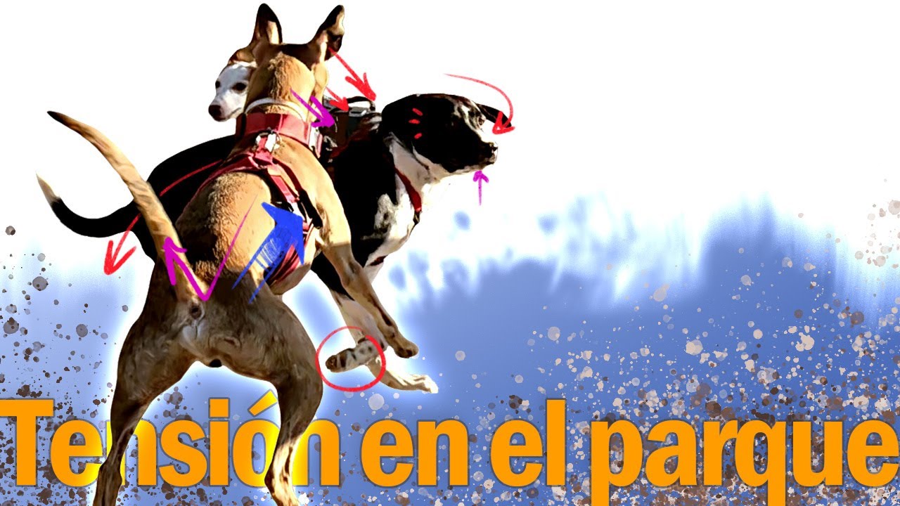 Tensi&oacute;n entrando al parque para perros - Etolog&iacute;a canina - parte 1