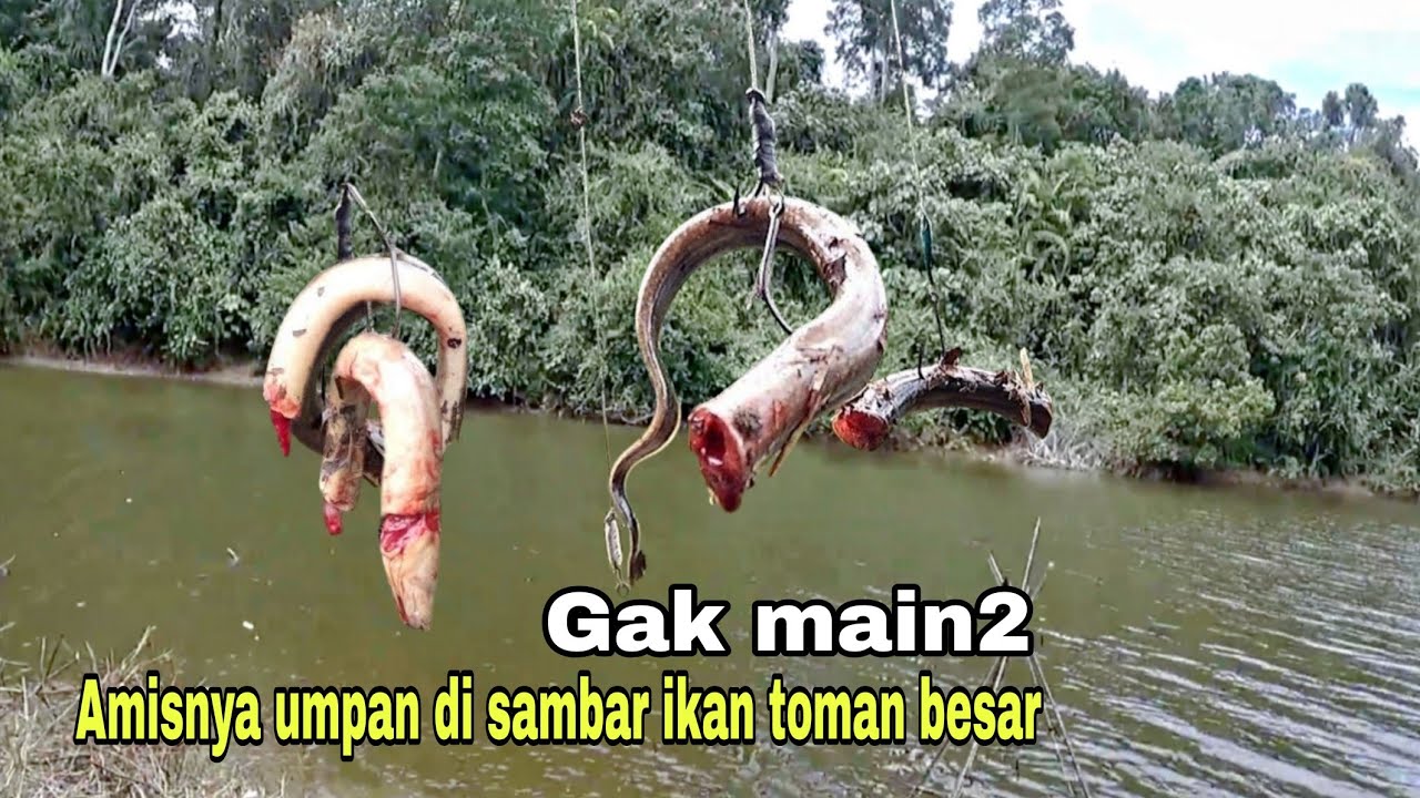 PECAH REKOR!! amisnya umpan di sambar ikan toman besar