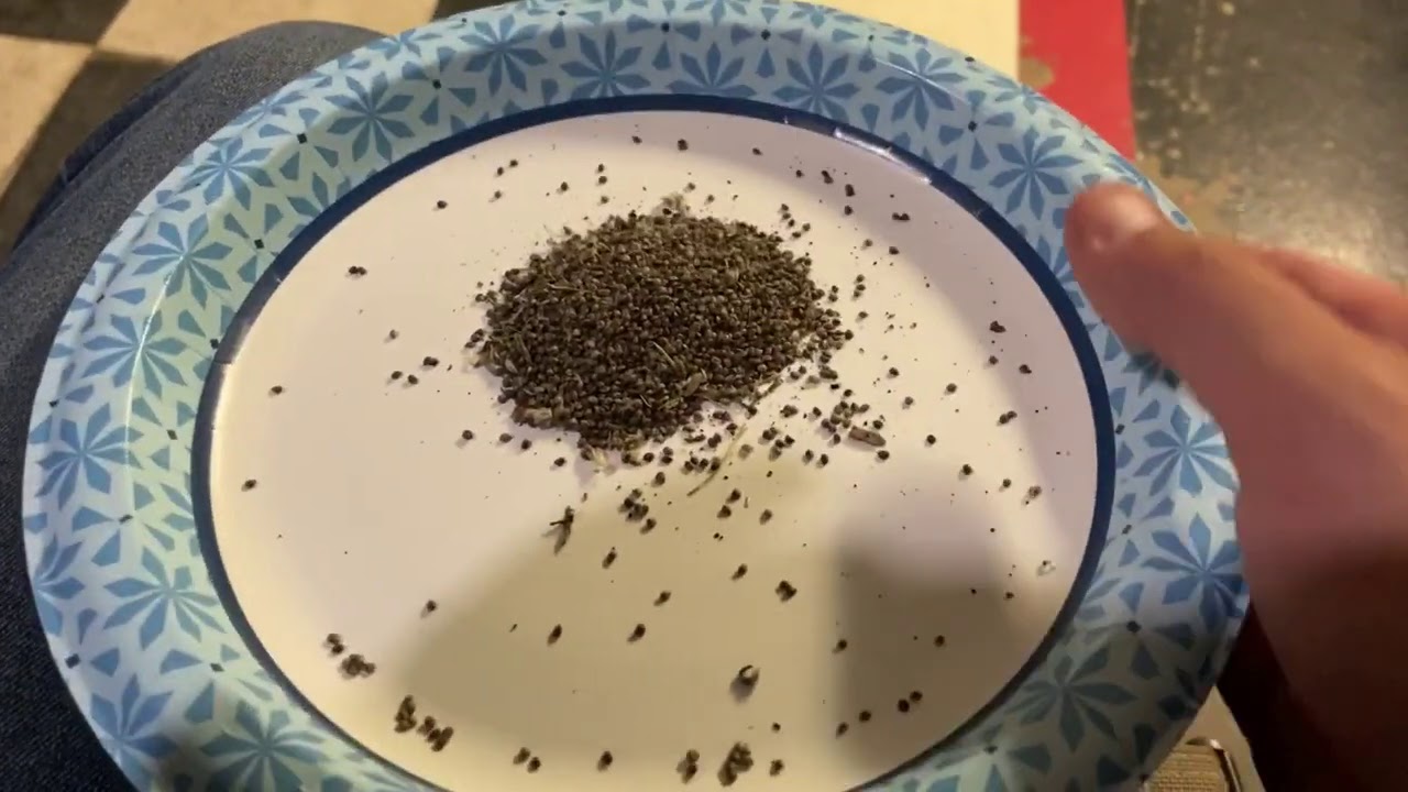 Collecting and Saving Lamb’s Ear Seeds