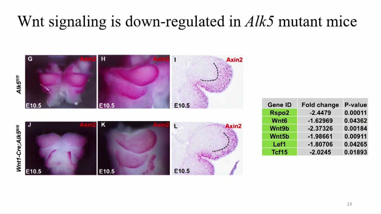 Integrated Research of Functional Genomics and Craniofacial Morphogenesis