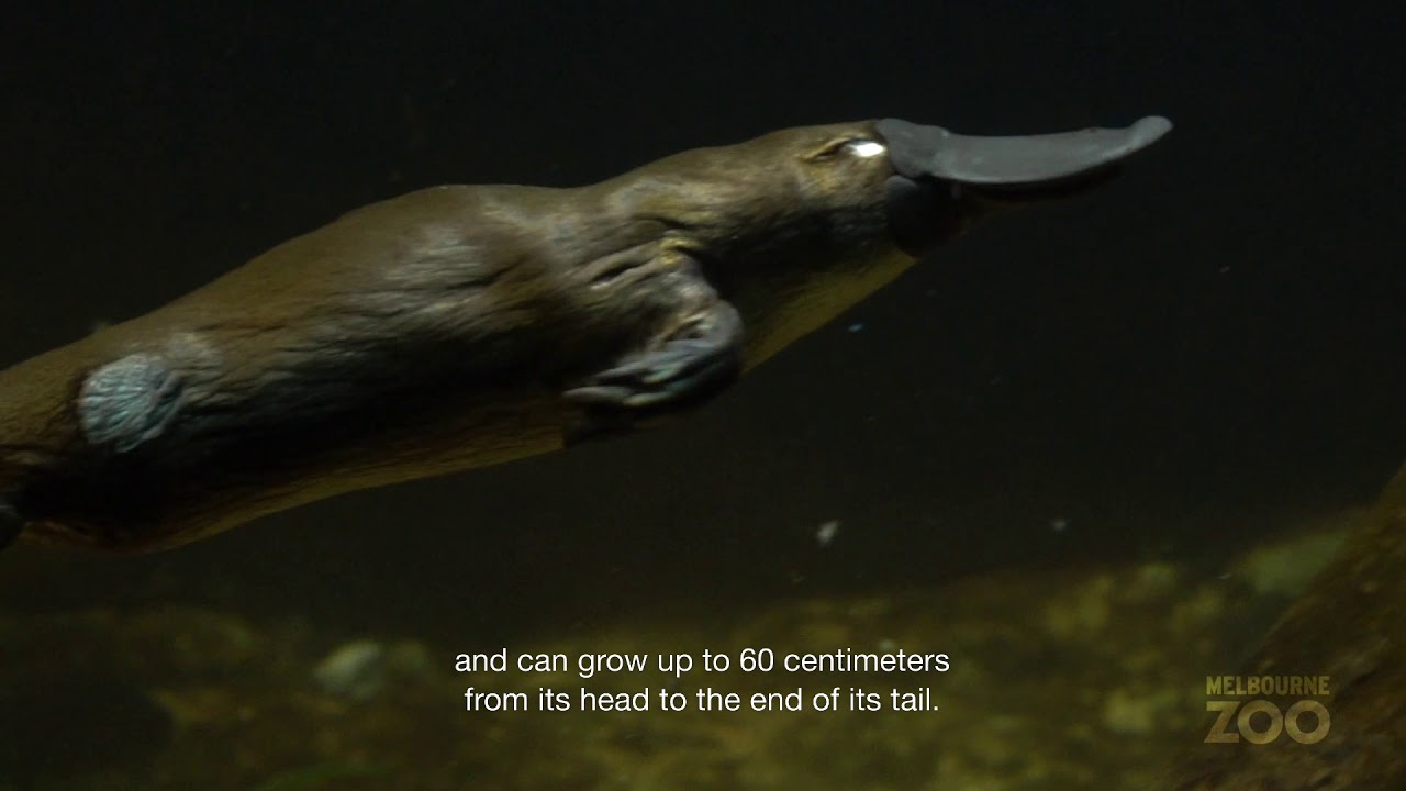 Platypus Facts