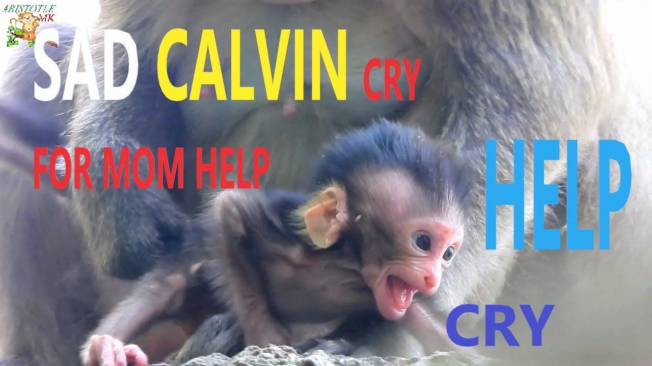 CALVIN CRY CRY TERRIFIED , CASI CAN'T HELP HER BAVY CALVIN FAST GOT CESCA CATCH HIM |