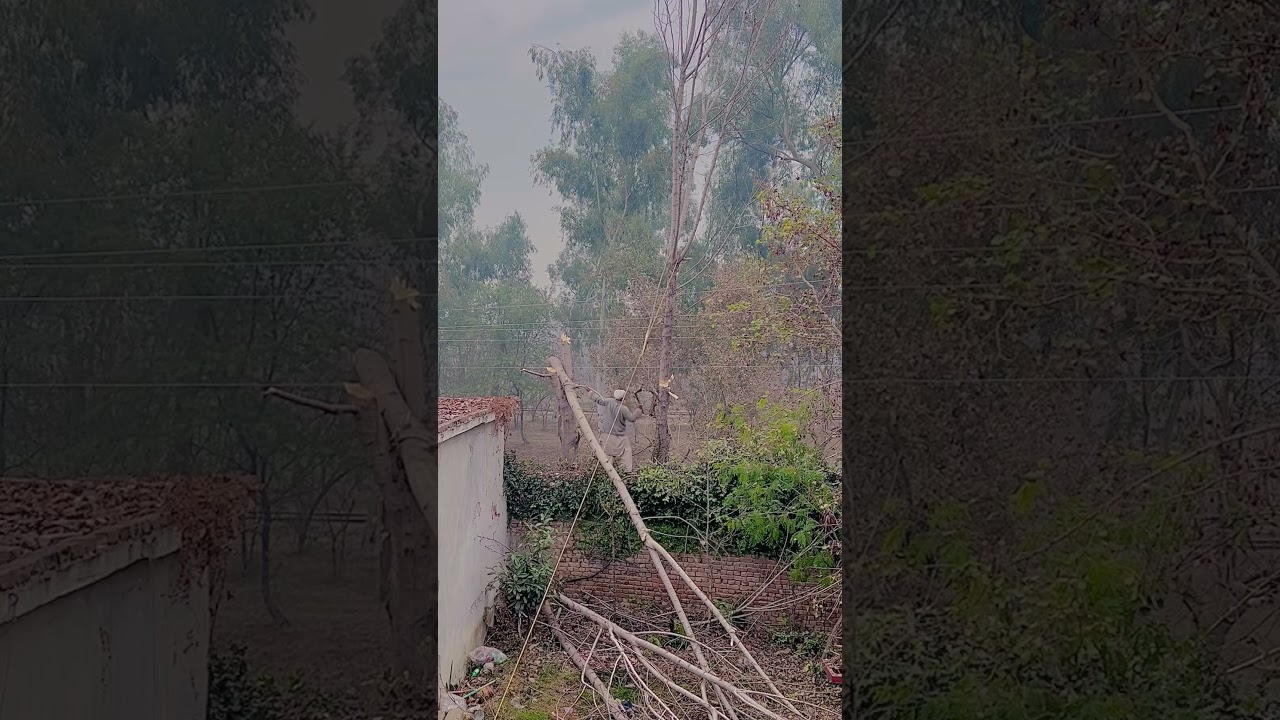 #A mane work dangerous area#wall #cutting#plant #onThe wall#shortvideo #bravebrother #like #shere