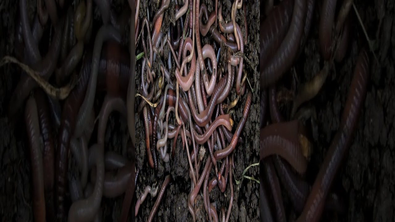 FEEDING WORMS