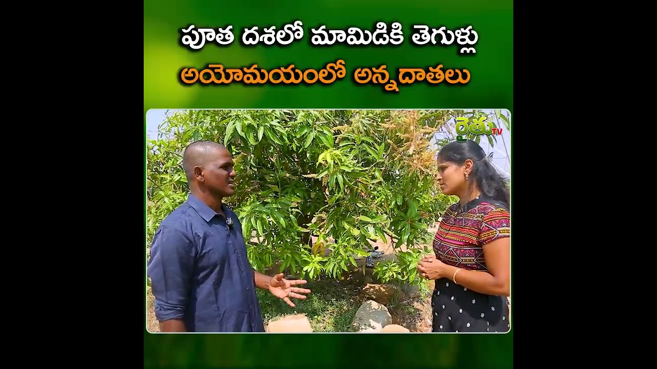 పూత దశలో మామిడికి తెగుళ్లు అయోమయంలో అన్నదాతలు#mangofarming #anantapur #rythutv