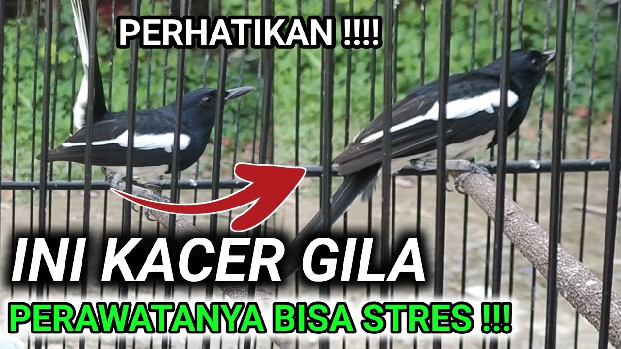SUMPAH ‼️ KACER INI BISA BIKIN PERAWATNYA PUTUS ASA | DR KACER TERBARU
