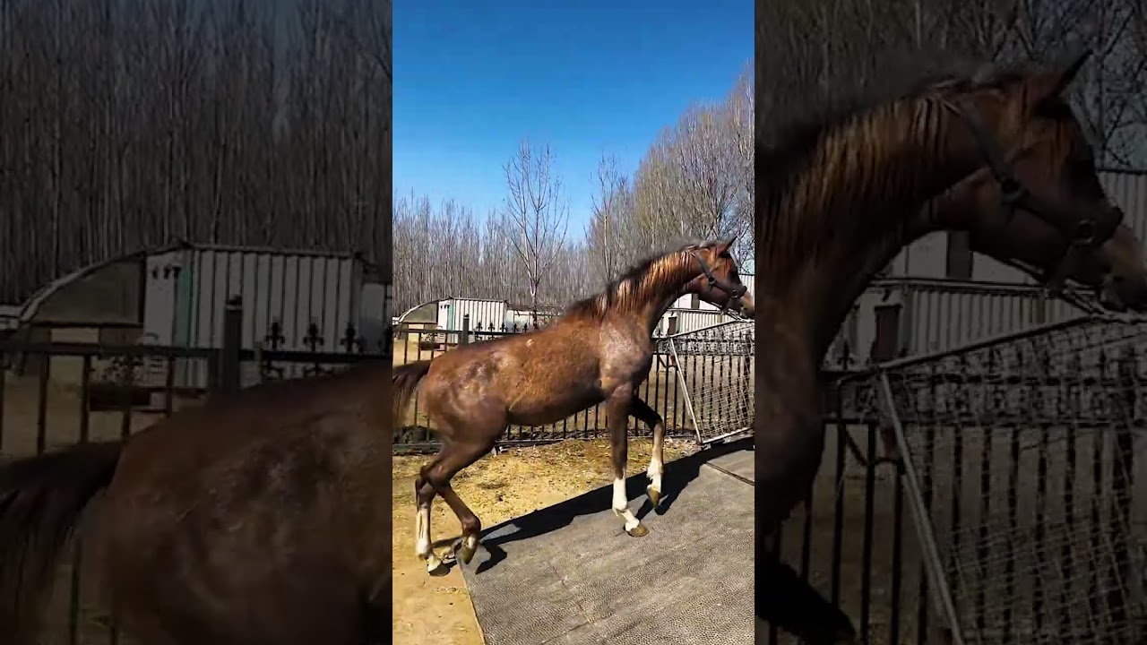 An Arabian mare walks with one