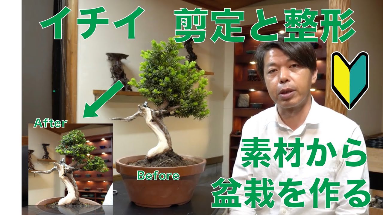 一位(イチイ) 盆栽 の剪定と改作  [盆栽・初心者]