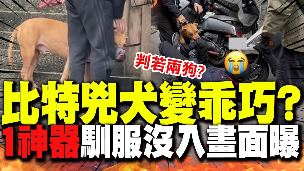 11天2度咬人! 比特犬沒入畫面曝光 