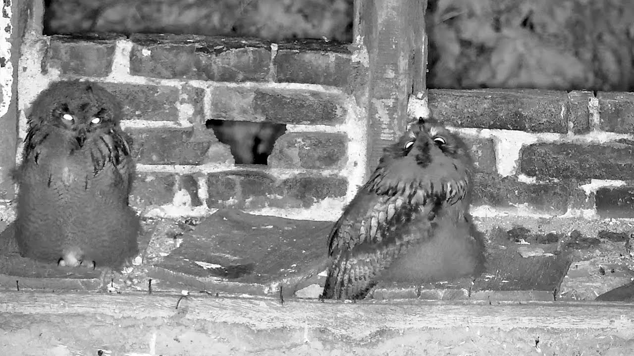 24./25.05.2024: Futtersuche, Flugmanöver und ein Fremder in der Frühe