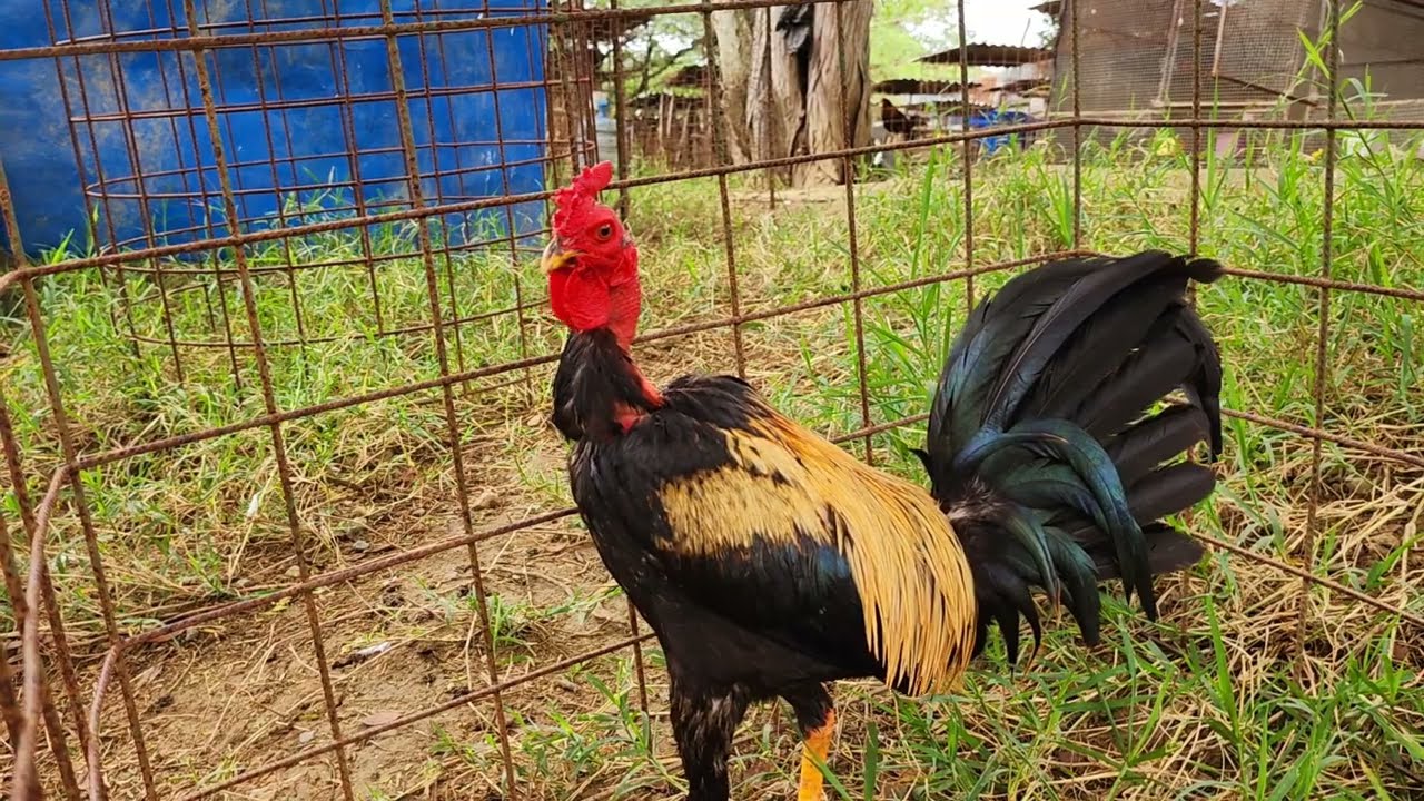 Importante Información sobre Las veces que ponemos nuestras aves en la tierra y como les beneficia.