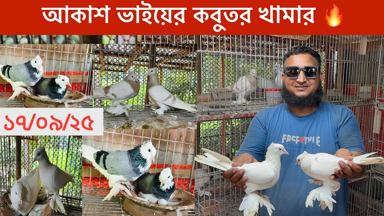 আকাশ ভাইয়ের কবুতর খামার 🔥|| কালার ম্যাচিং রাজশাহী গিরিবাজ 😳|| ১৭/০৯/২০২৫ 