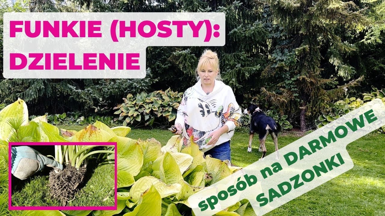 Jak podzielić hosty, czyli funkie?  Nowe sadzonki za darmo :)
