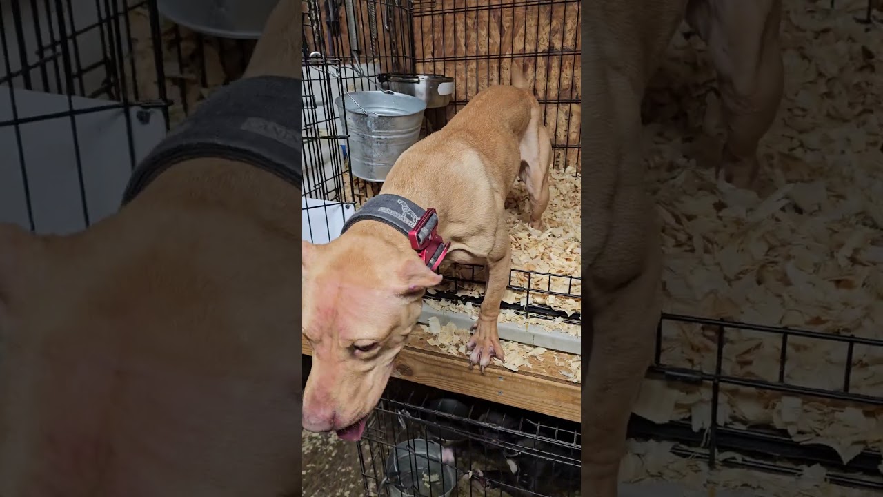 Lycan WU MEI 11 month old female APBT #itrtv #bulldog #apbt #pitbull #americanpitbullterrier #dog