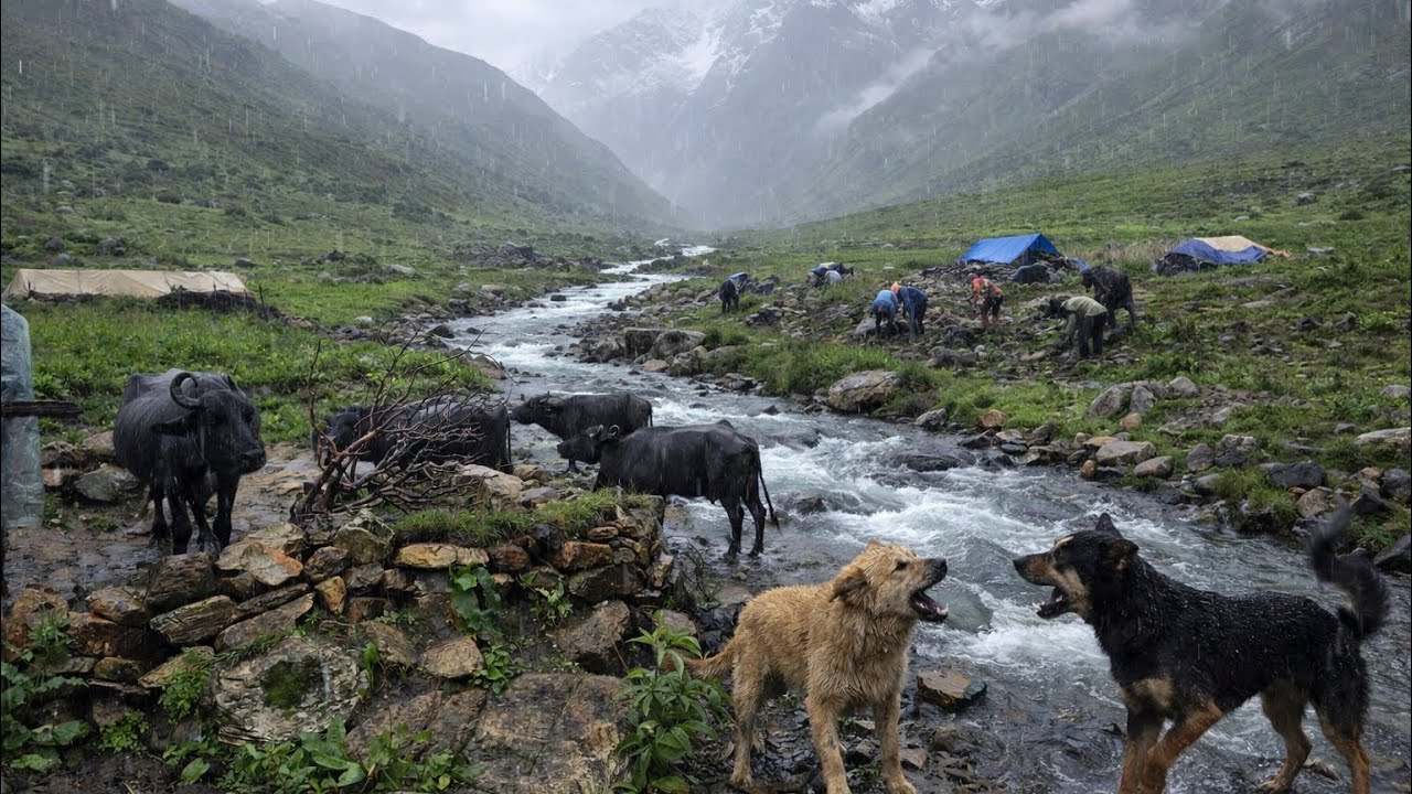 Nepali Mountain Life In Rainy Season || Surviving Extreme Cold In Mountain || Real Life