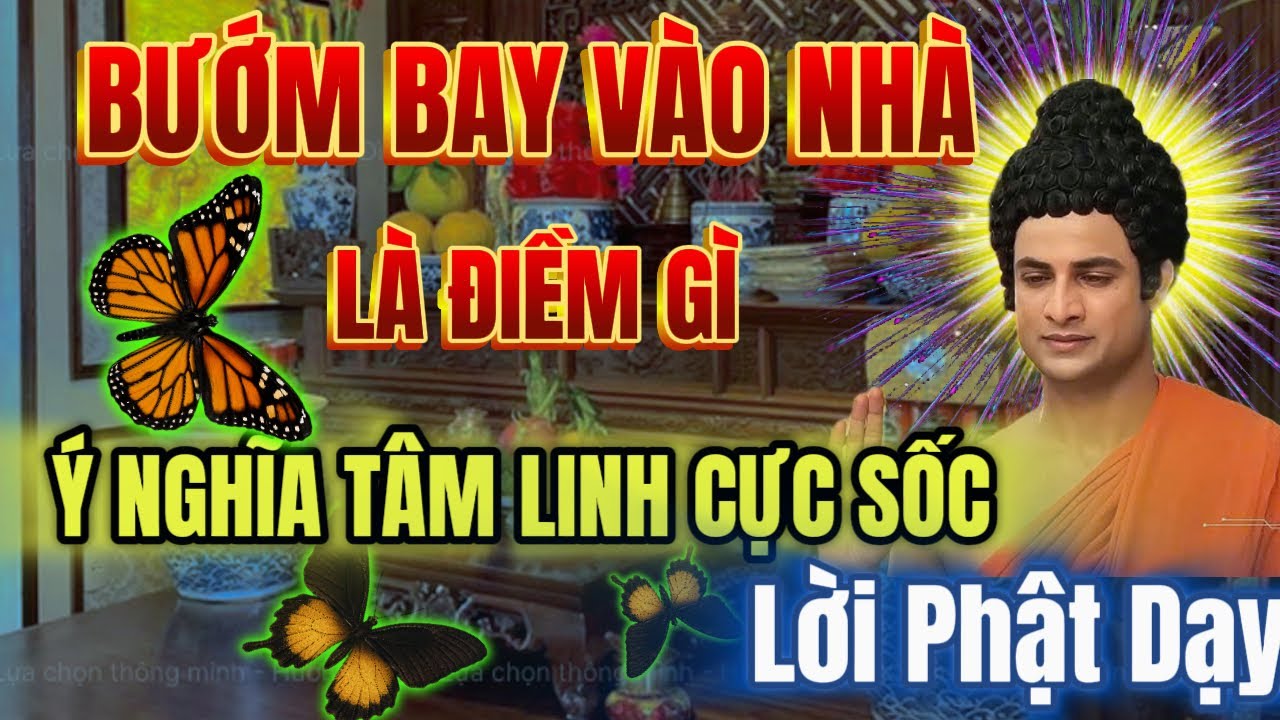 Bướm bay vào nhà là điềm gì ? Ý nghĩa tâm linh cực sốc- Lời Phật dạy!