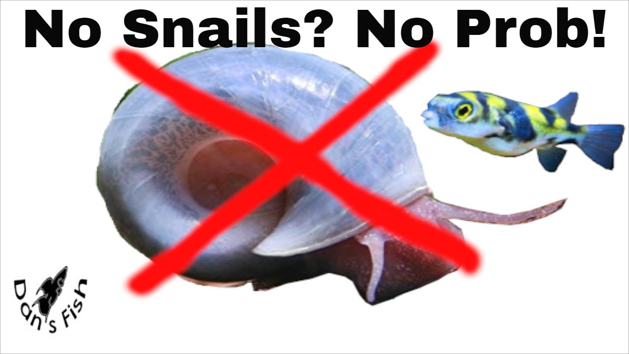 Making Artificial Snails for Puffer Food