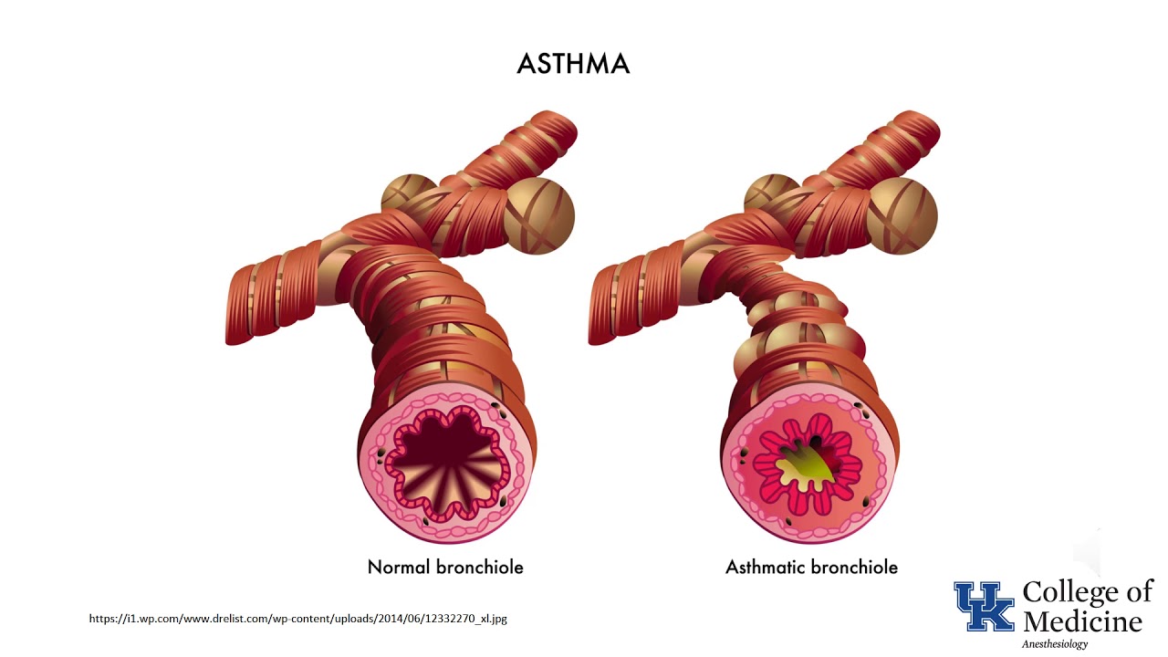 Clinical Correlates of Respiratory Physiology - Dr. Bowe