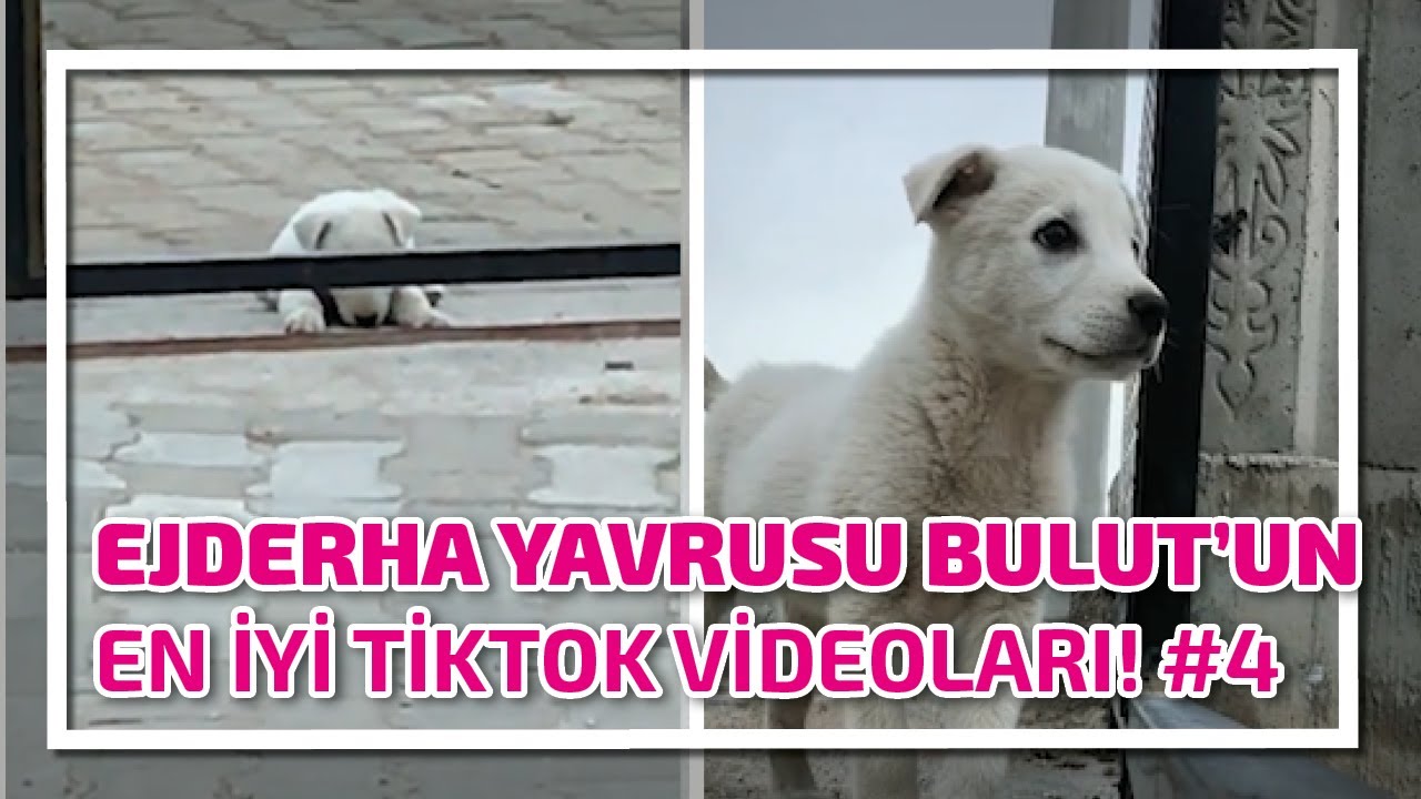 EJDERHA YAVRUSU BULUT'UN EN İYİ TİKTOK VİDEOLARI! #4