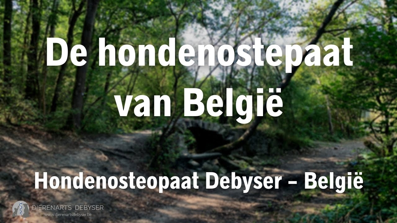 Voor deze hond: de beste hondenosteopaat in België