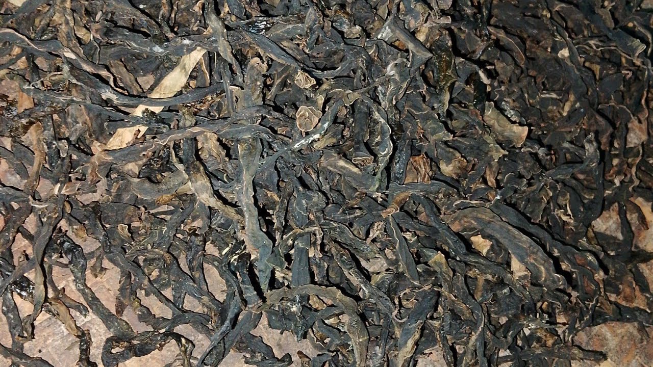 हरियो कर्कलोको गाभा | घरमै सजिलो तरिकाले सुकेको कर्कलो"😘How to make Dry Taro Leaves?