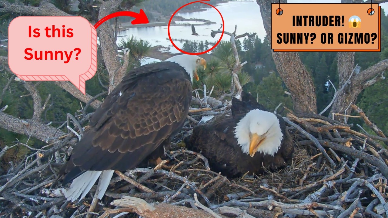 SUNNY? GIZMO?! 😱 Intruder Attacks - Jackie Won't Share Fish! | Big Bear Eagles FOBBV 2026