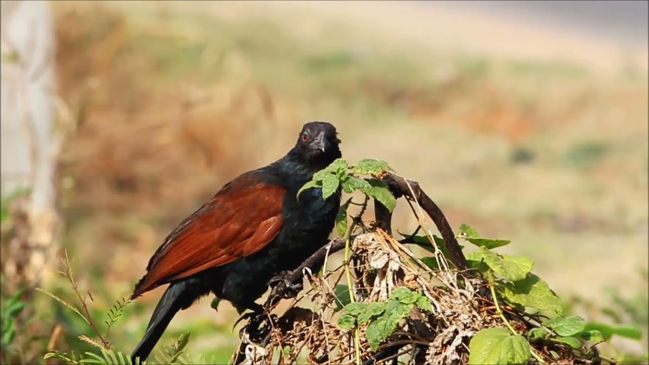 Greater coucal hunting