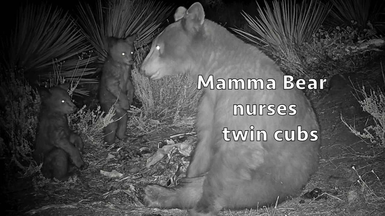 Twin bear cubs purr while nursing