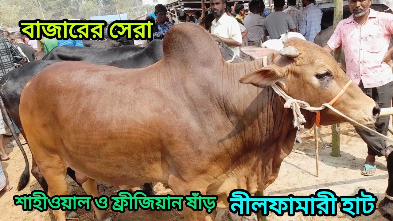 শাহীওয়াল ও ফ্রীজিয়ান ষাঁড়। নীলফামারী হাটে প্রচুর আমদানি ক্রেতা কম। Sahiwal cow Nilphamari । 