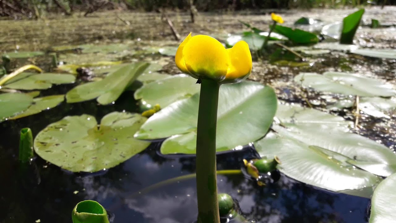 Кубышка жёлтая (Nuphar lutea)