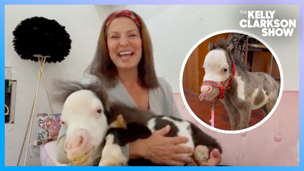 Meet The Smallest Therapy Horse In The World