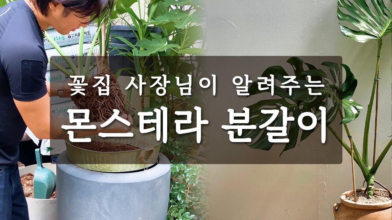 몬스테라 분갈이 완벽 가이드 🌿 실패 없는 화분 갈아심기 방법 #몬스테라 #식물키우기 #식물가꾸기